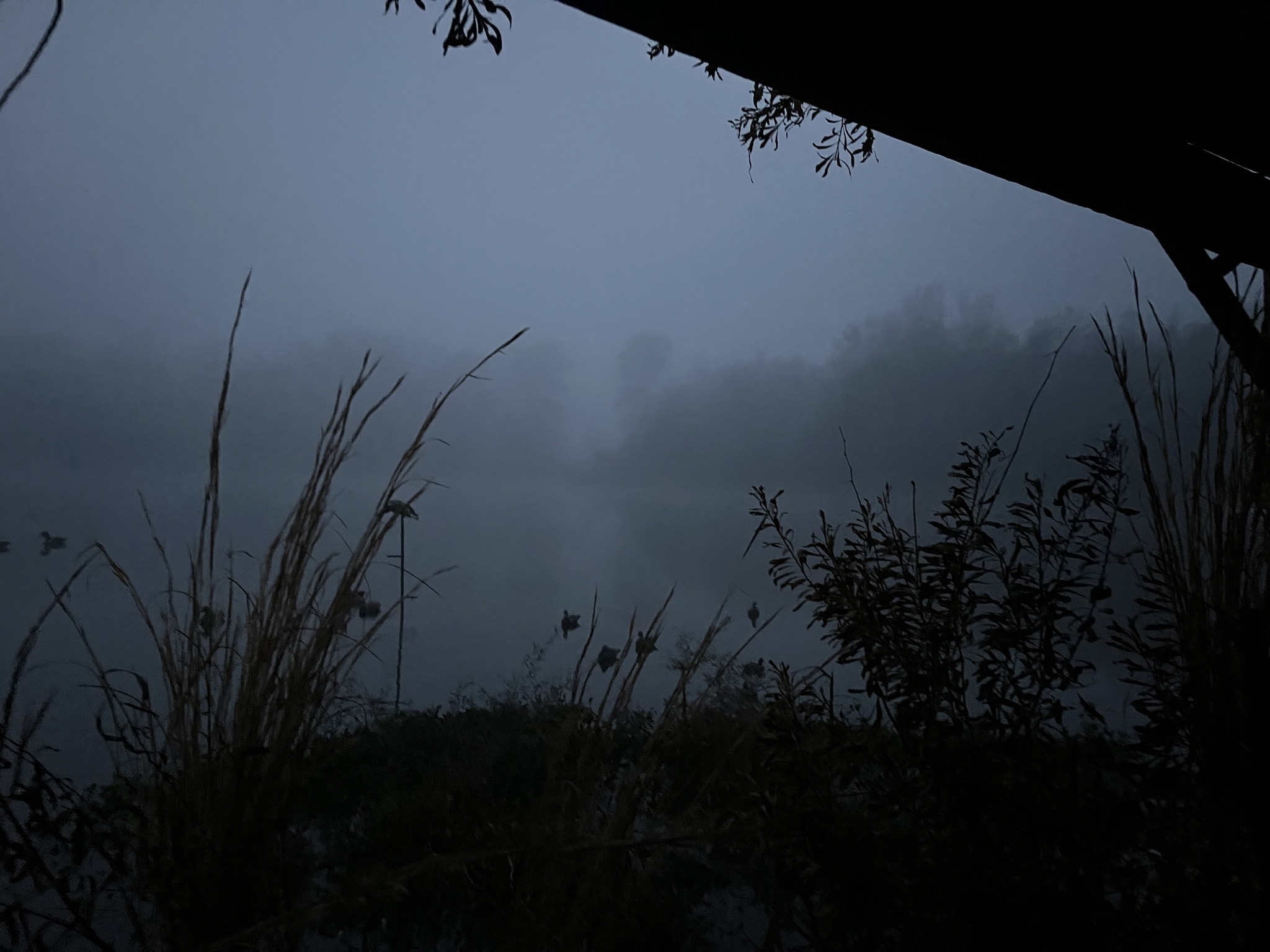 Foggy morning view from a deer blind