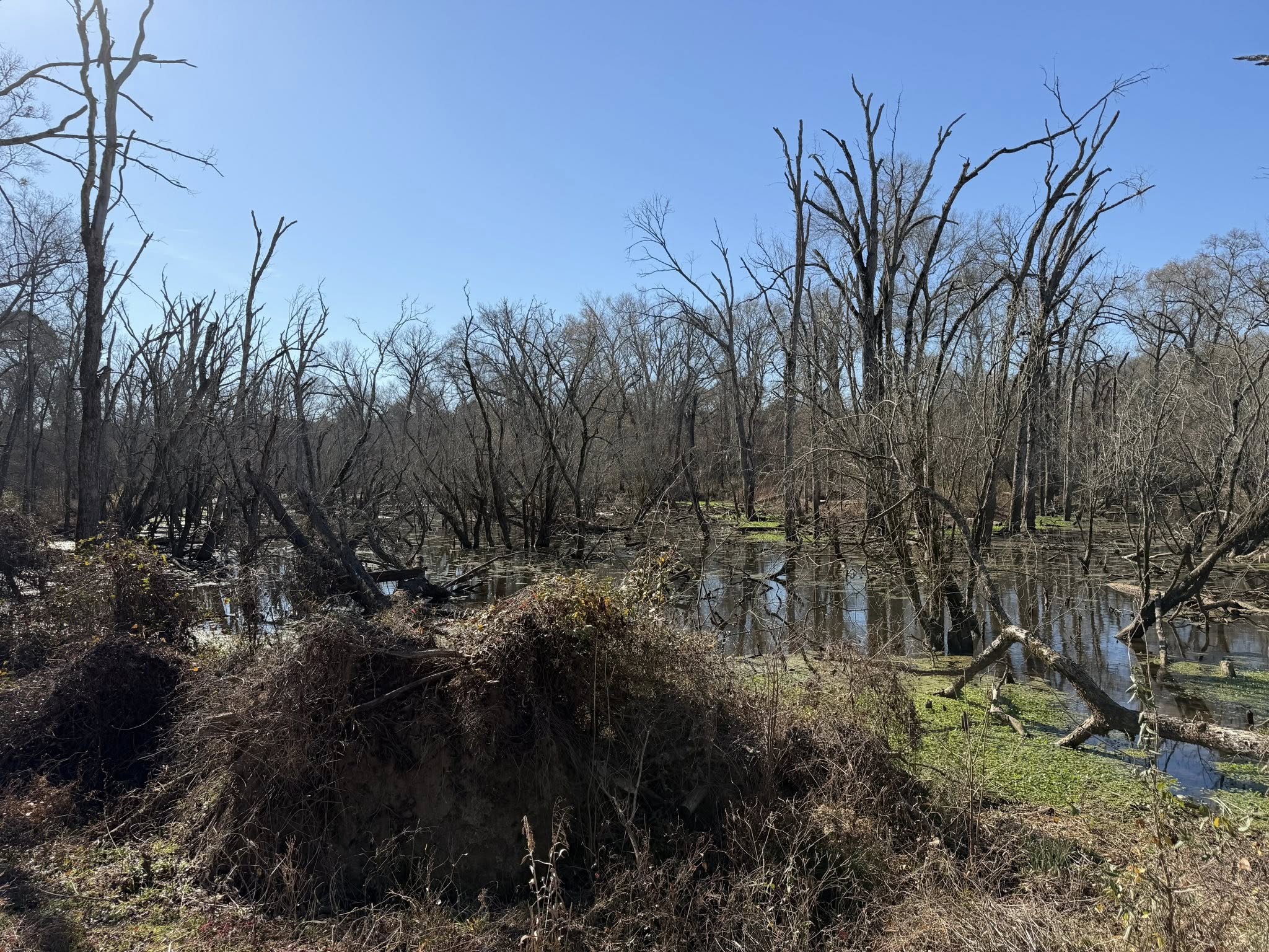 East Texas marshland with bare trees and water