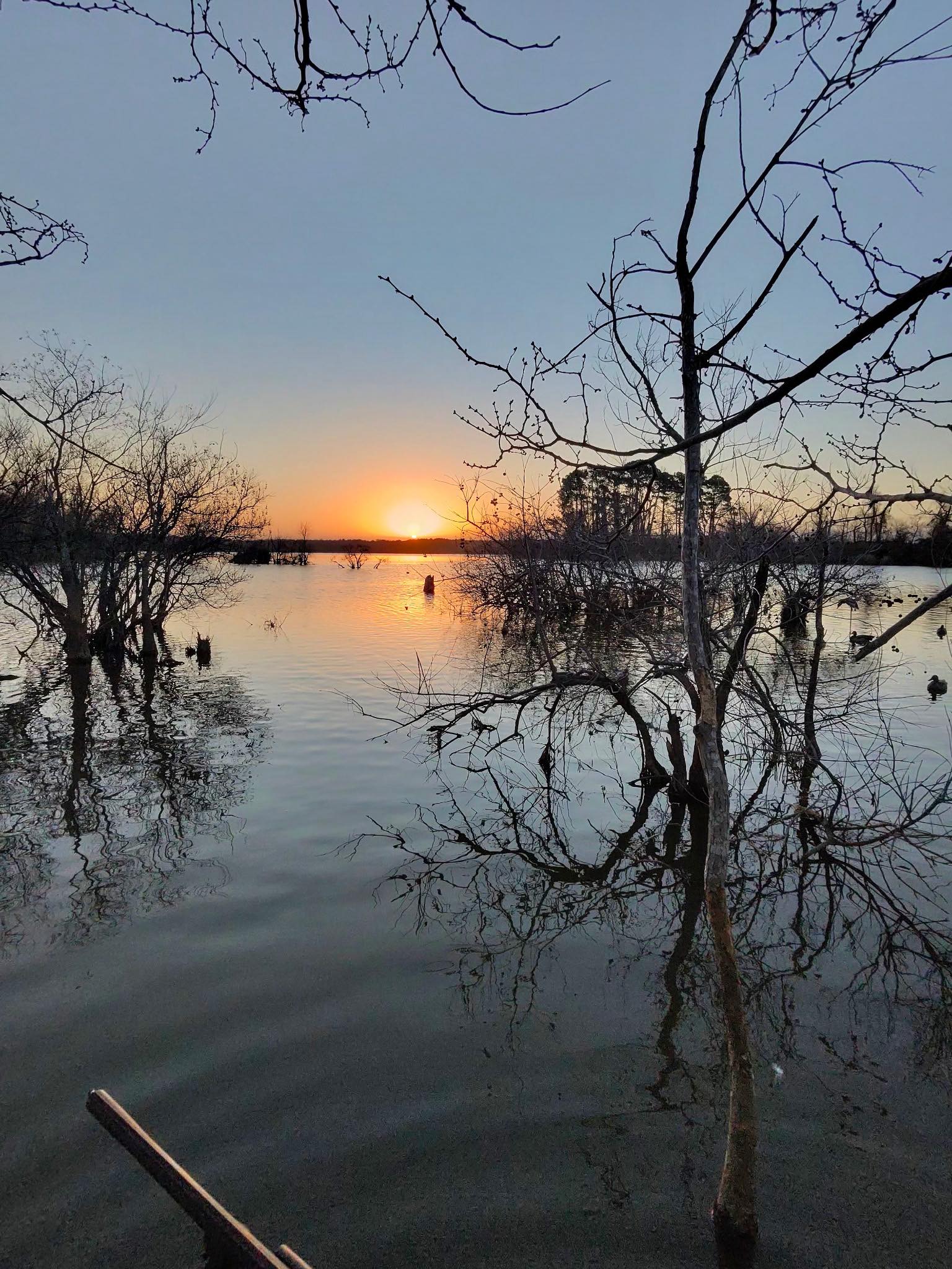 Sunset over water through bare trees
